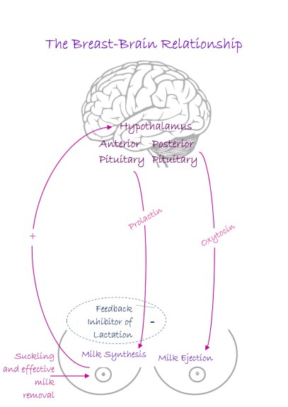 physiology diagram apr17